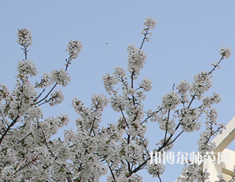 濮陽(yáng)職業(yè)技術(shù)師范學(xué)院2023年有哪些專業(yè)