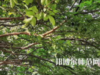 湖南師范大學(xué)2023年報名條件、招生要求、招生對象