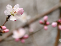 成都錦城師范學(xué)院2023年學(xué)費、收費多少